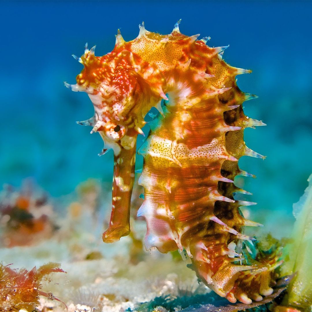 Bali Macro Scuba Diving Trip OK Divers Resort & Spa