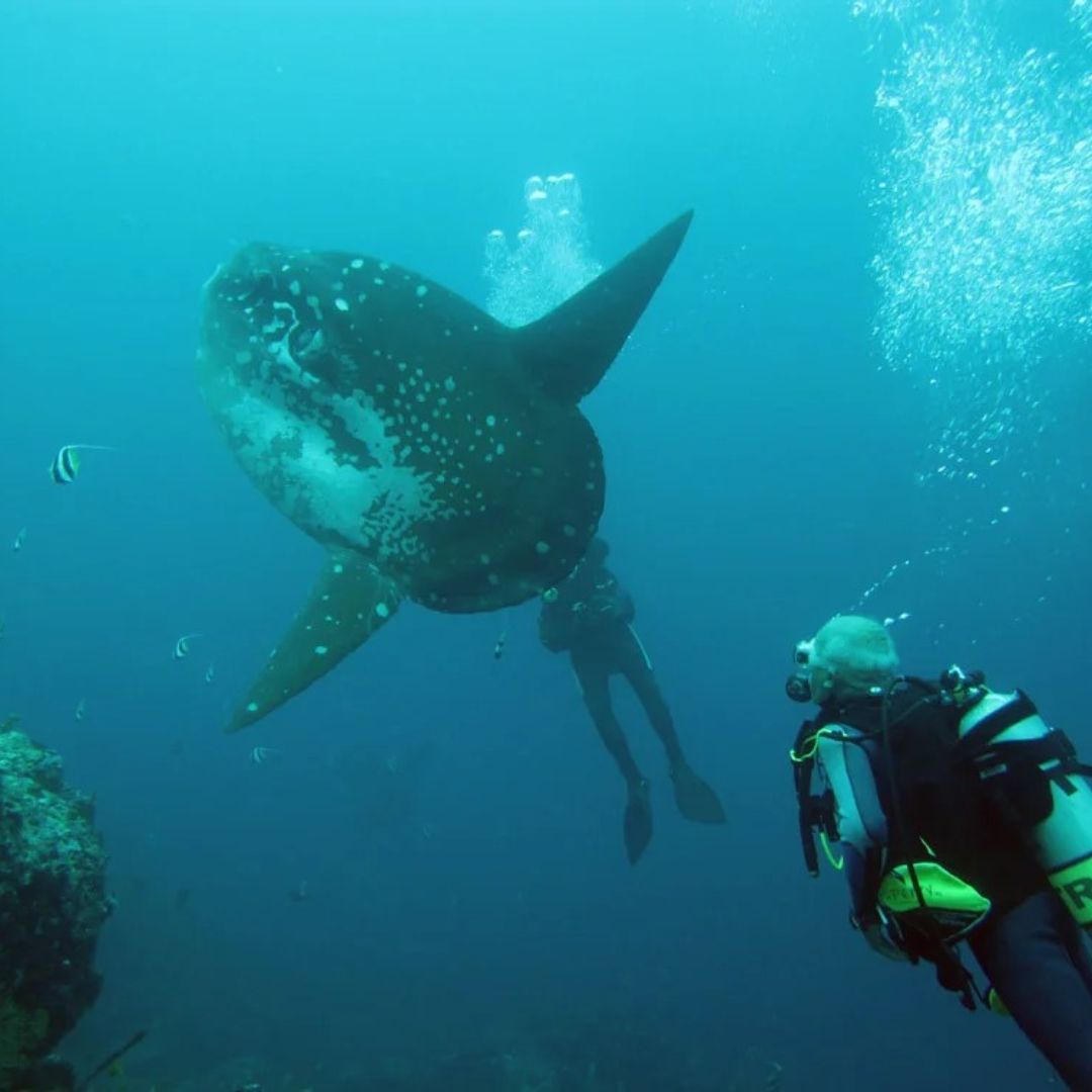 Padangbai Bali Scuba Diving Trip OK Divers Resort & Spa