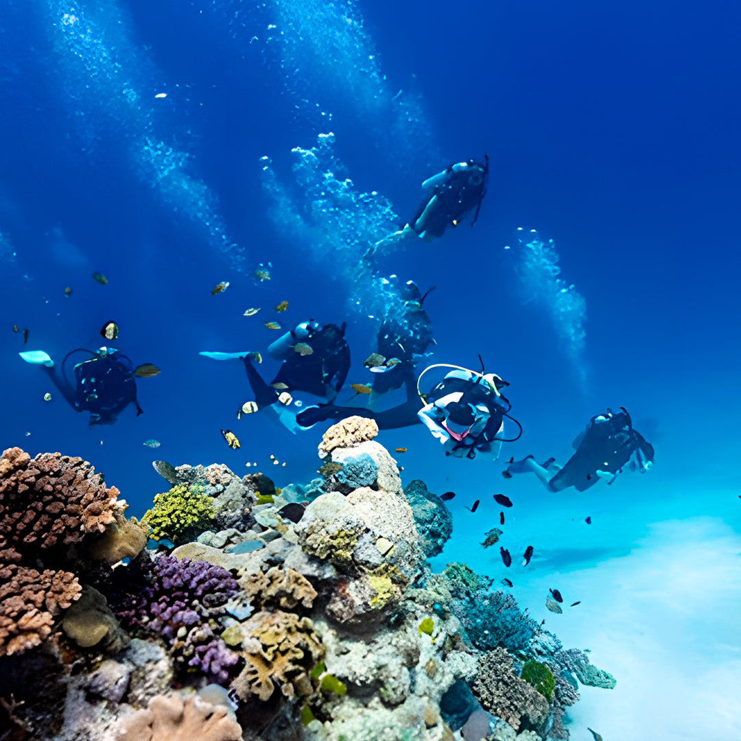 Certified Divers Fitzroy Island Fun Dive
