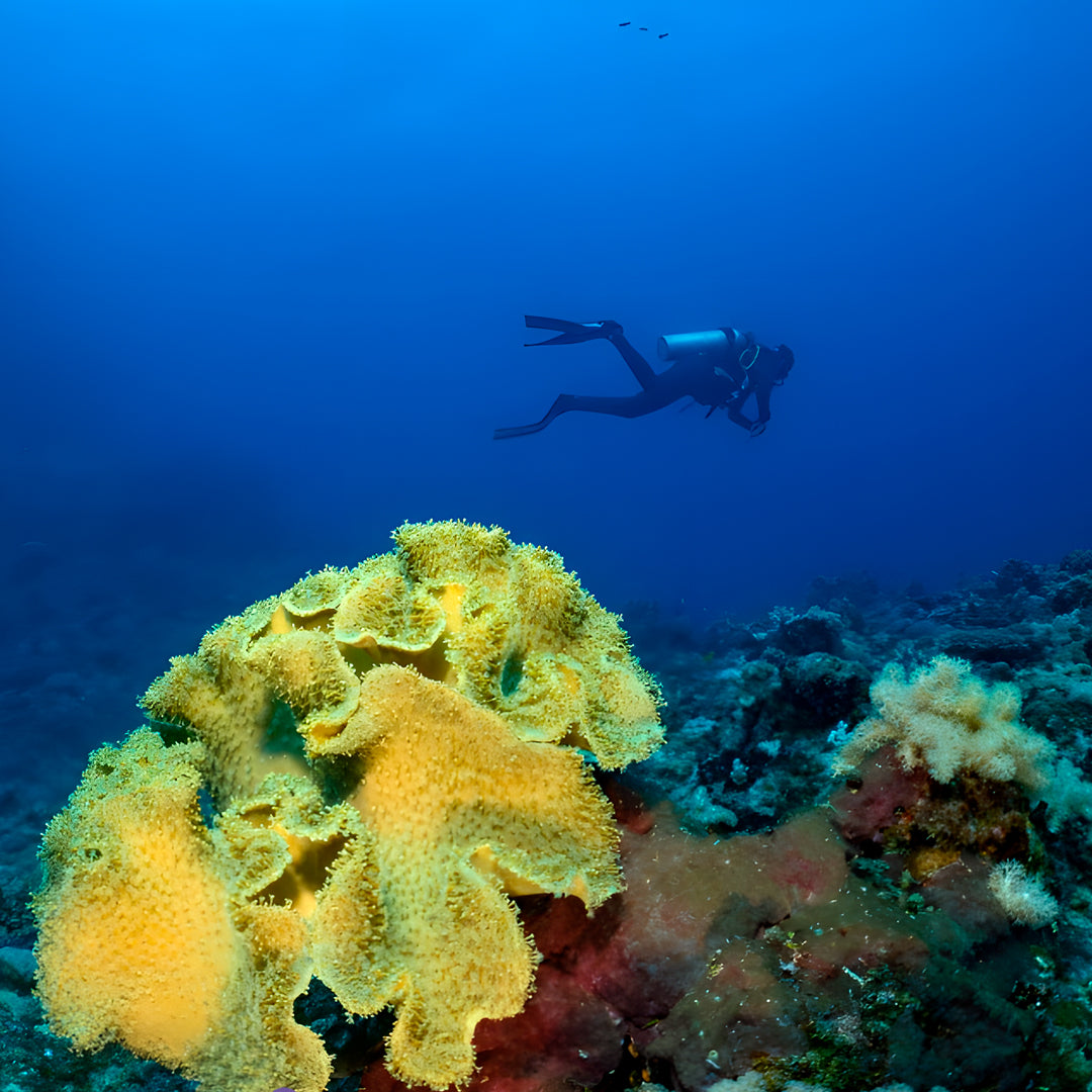 Cairns PADI Rescue Diver Course