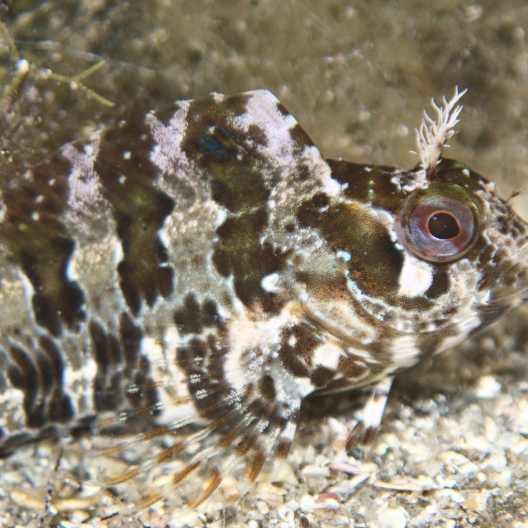 Menorca Private Dive Guiding