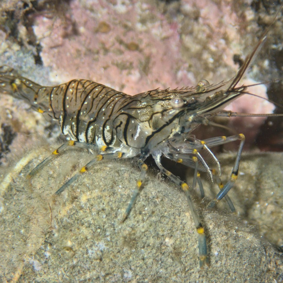 Menorca Private Dive Guiding