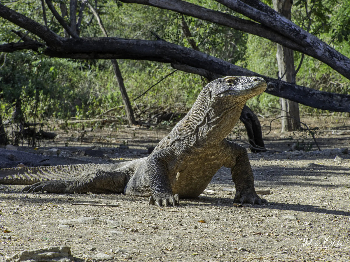 Crucero de buceo en el Parque Nacional de Komodo