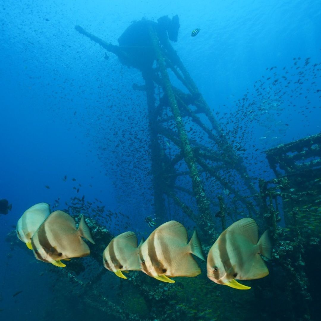 PADI Freedive Instructor Course