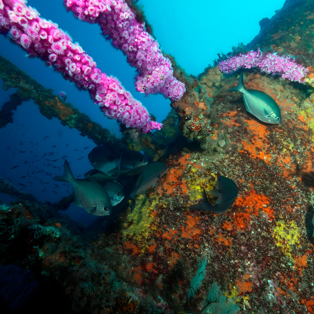 Canterbury Wreck and Reef Dive