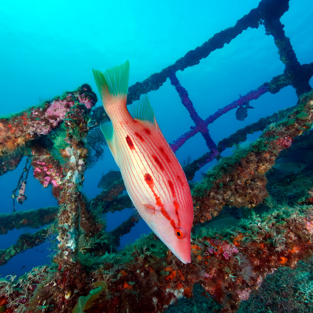 Canterbury Wreck and Reef Dive