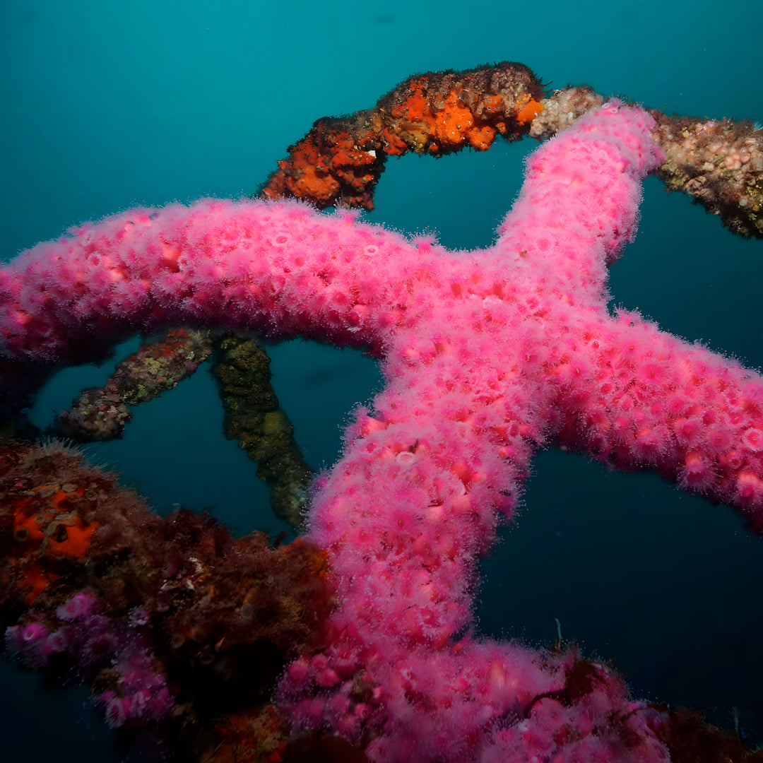 Rainbow Warrior Wreck and Reef Dive