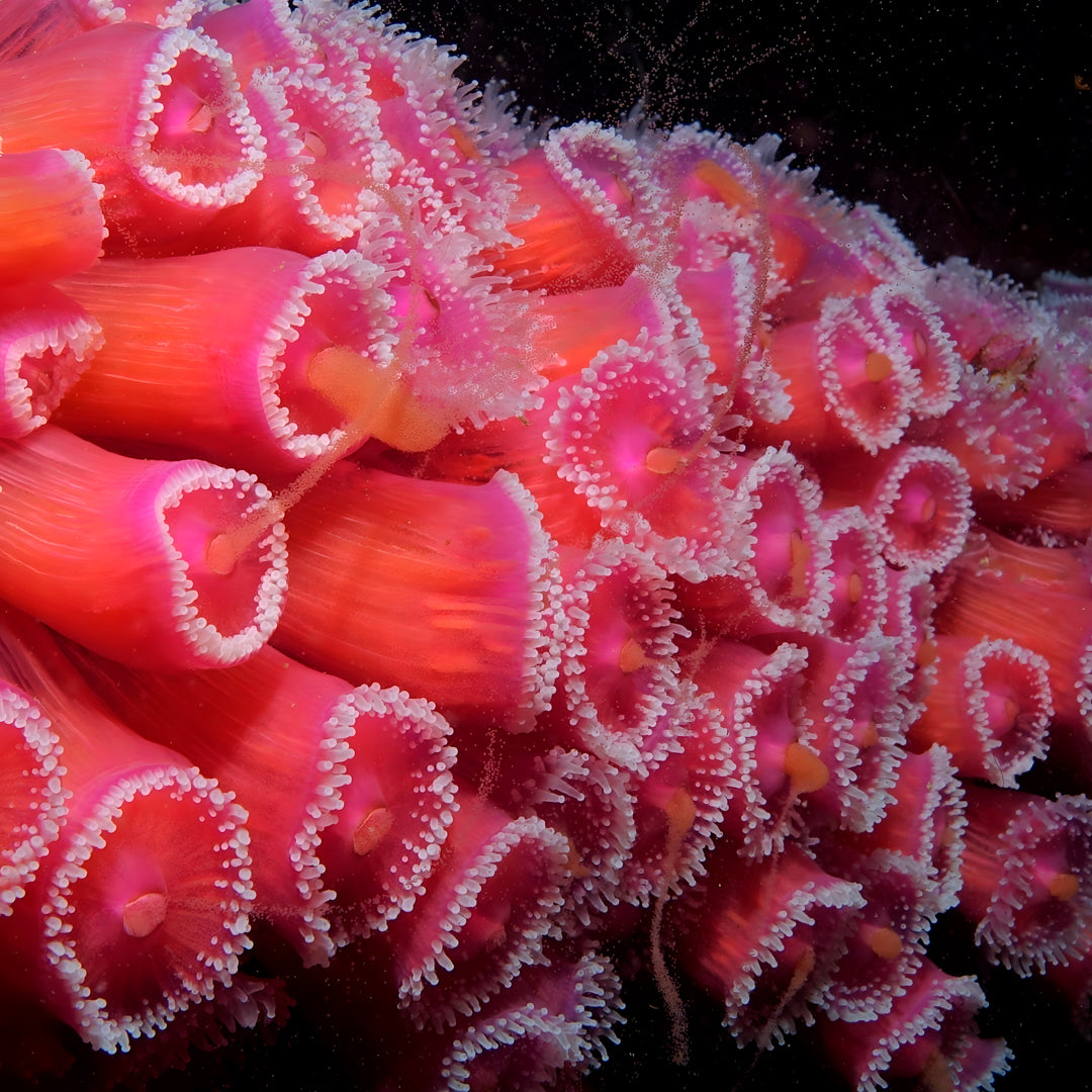 Canterbury Wreck and Reef Dive