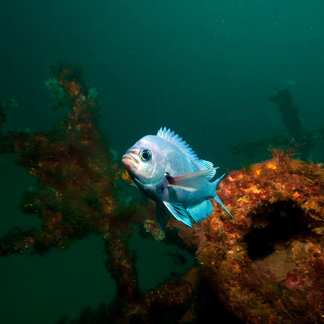 Rainbow Warrior Wreck and Reef Dive