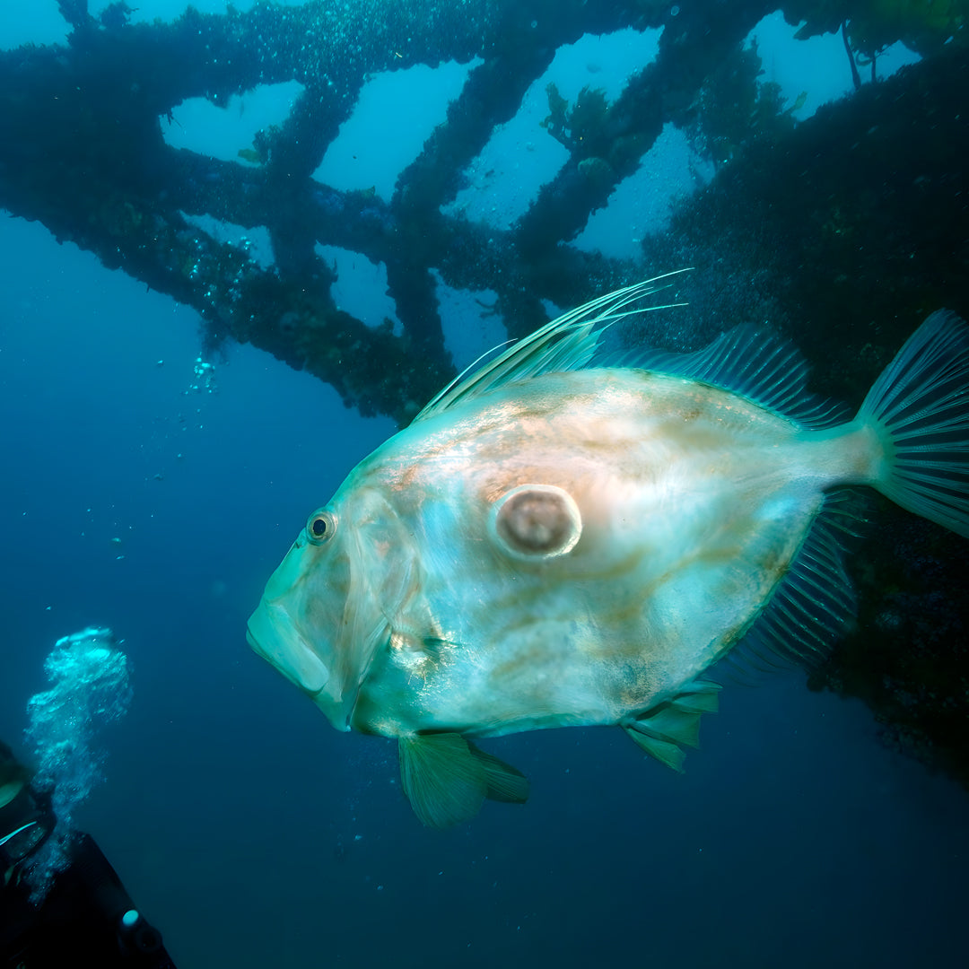 Canterbury Wreck and Reef Dive