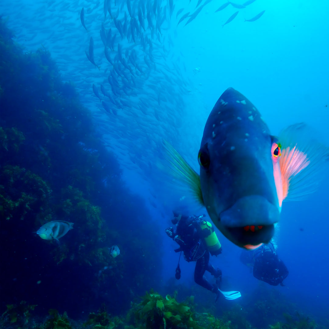 Rainbow Warrior Wreck and Reef Dive