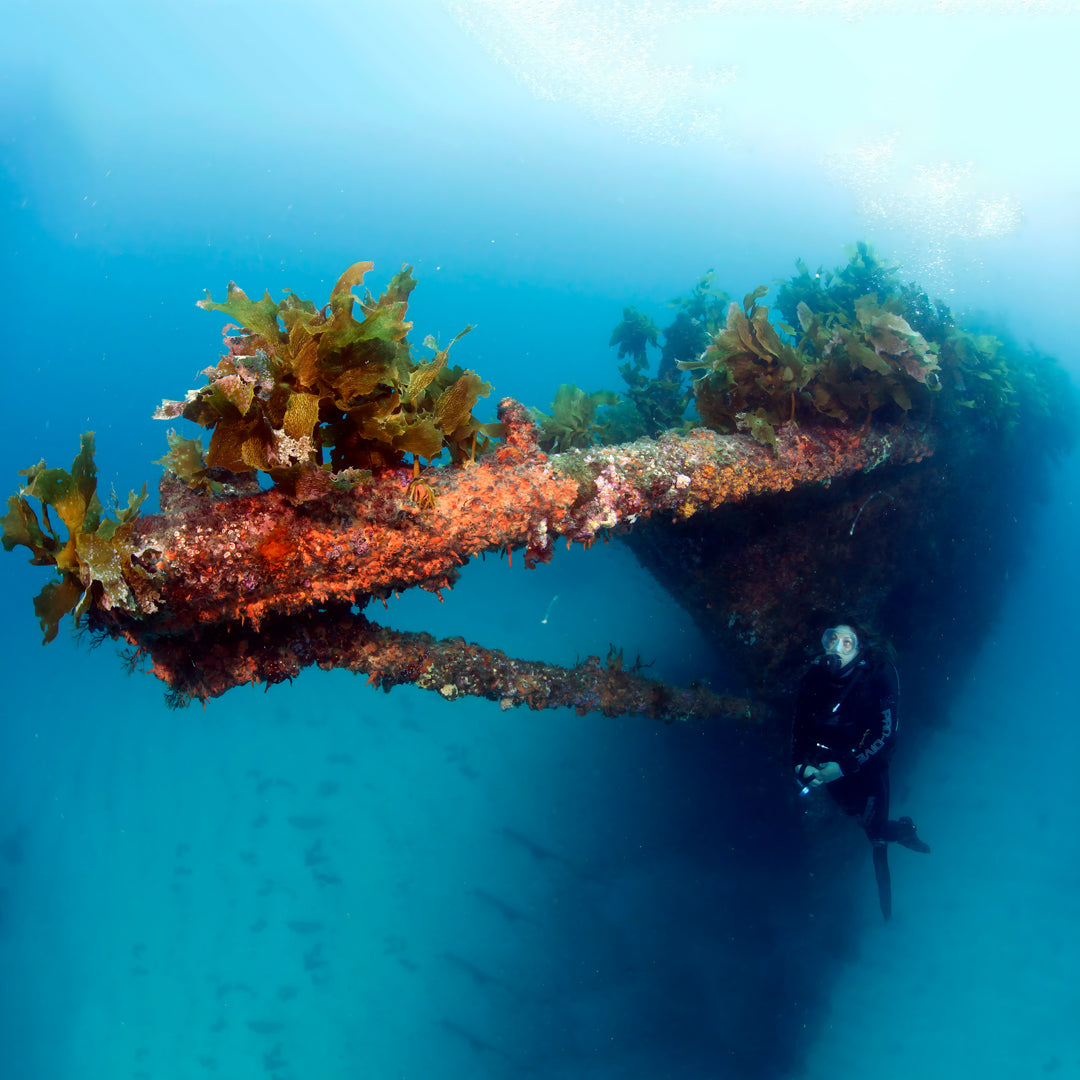 Canterbury Wreck and Reef Dive