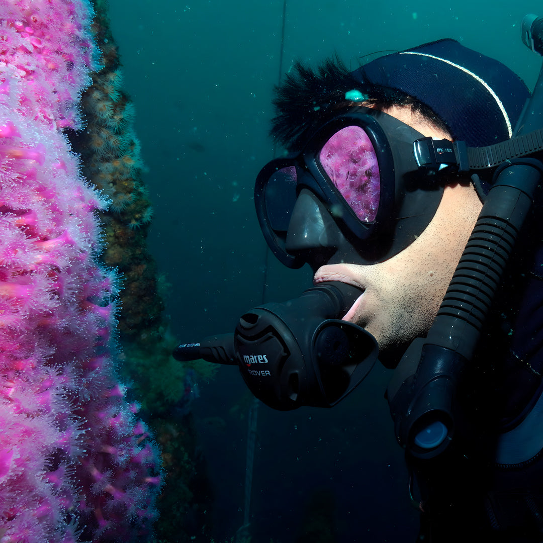 Canterbury Wreck and Reef Dive