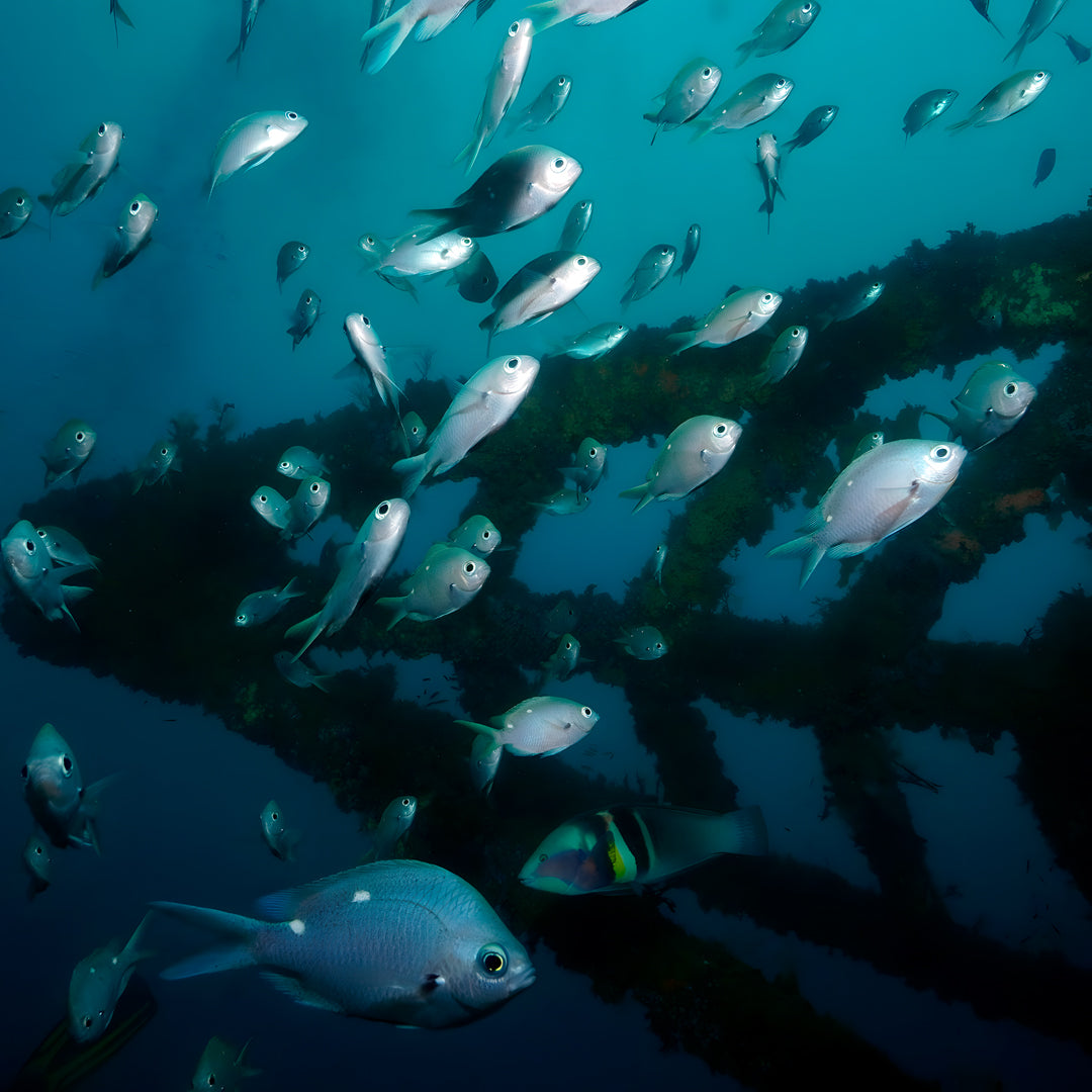 Canterbury Wreck and Reef Dive