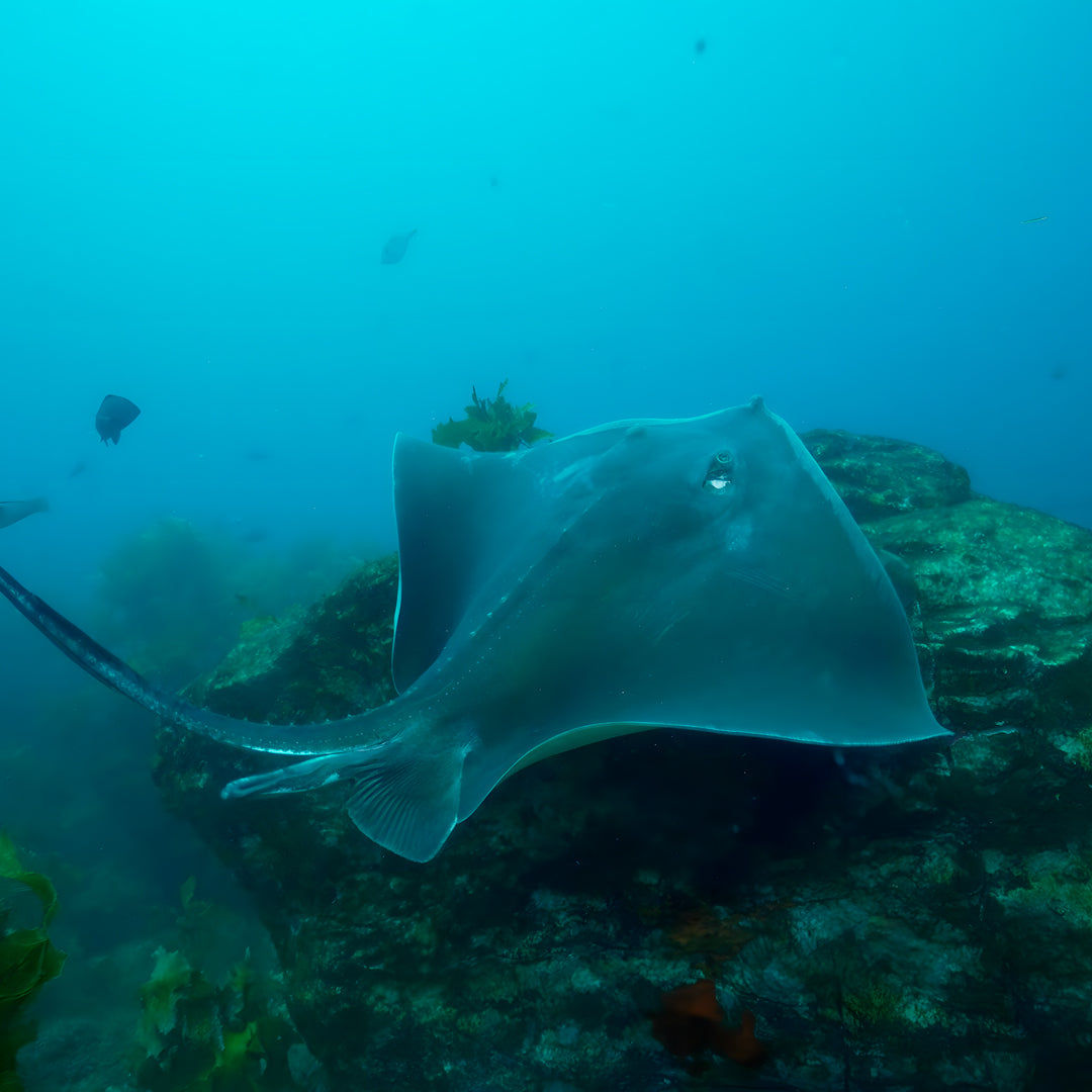 Rainbow Warrior Wreck and Reef Dive