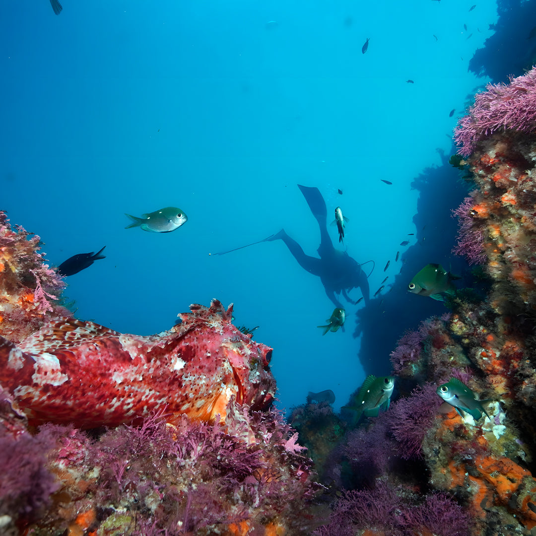 Rainbow Warrior Wreck and Reef Dive