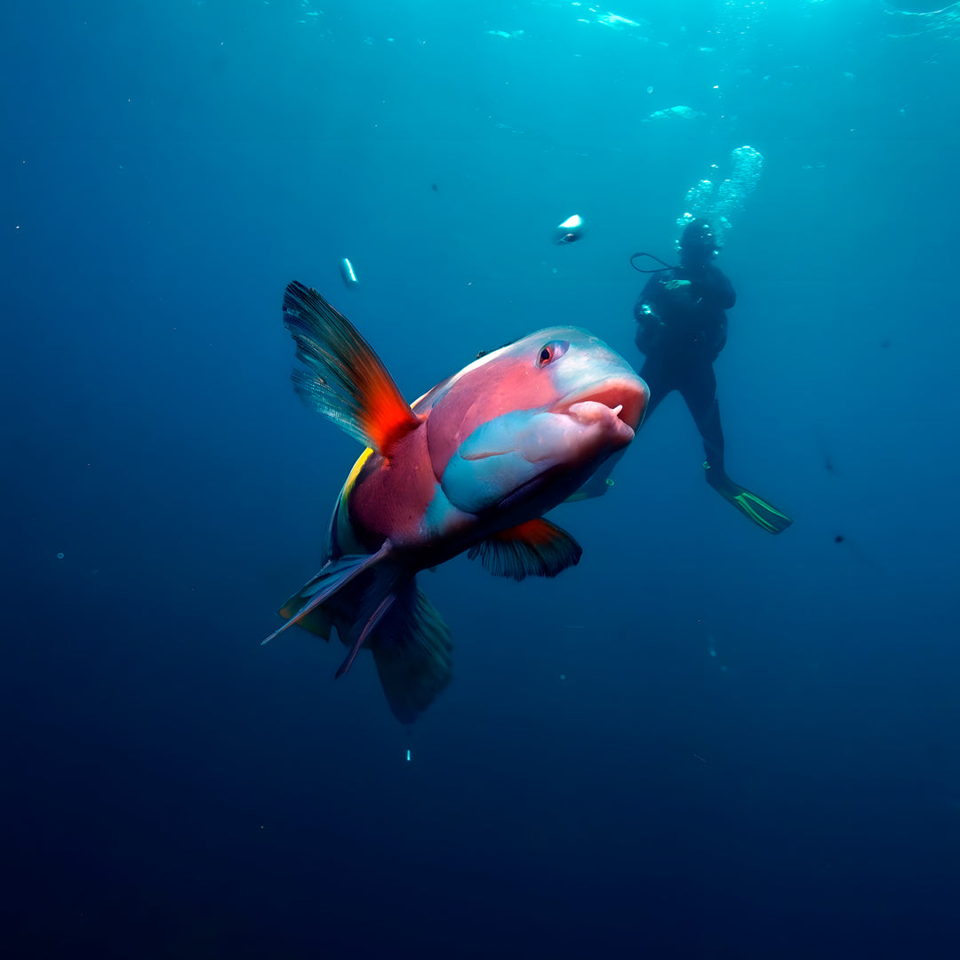 Canterbury Wreck and Reef Dive