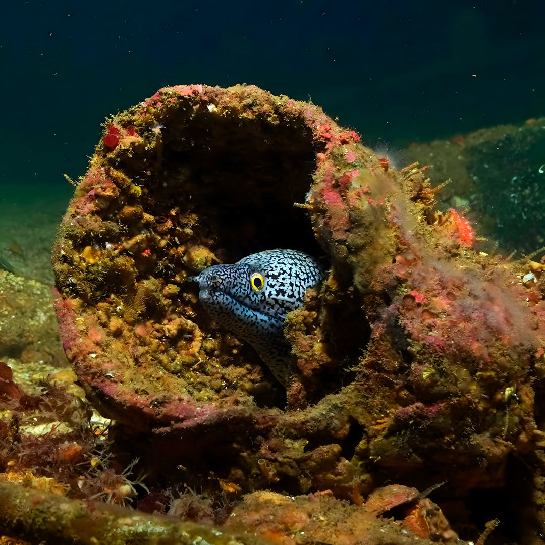 Rainbow Warrior Wreck and Reef Dive