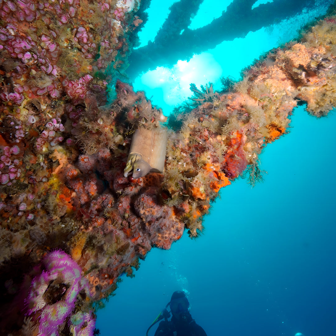 Rainbow Warrior Wreck and Reef Dive