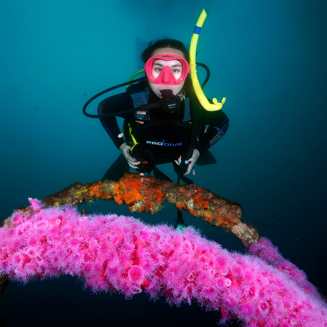 Canterbury Wreck and Reef Dive