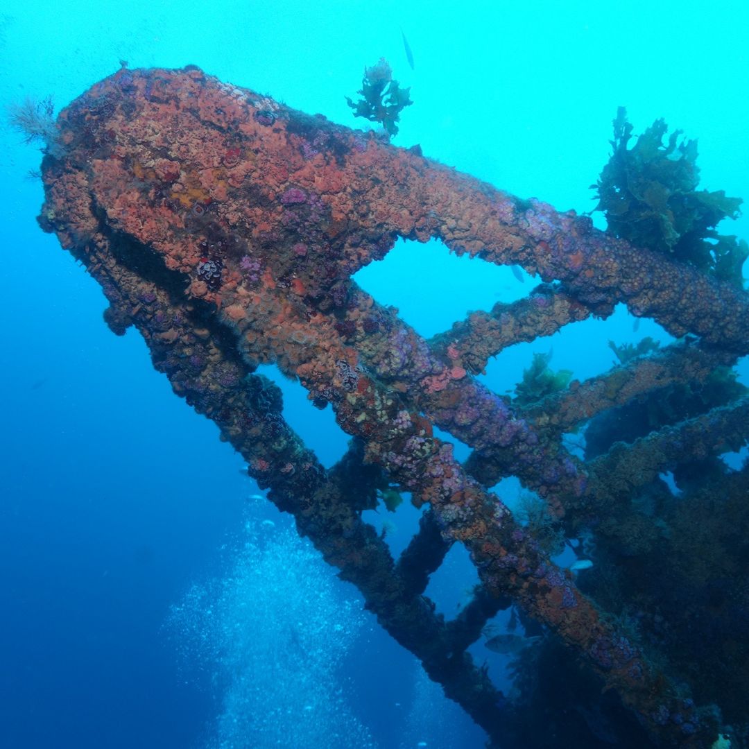 Rainbow Warrior Wreck and Reef Dive