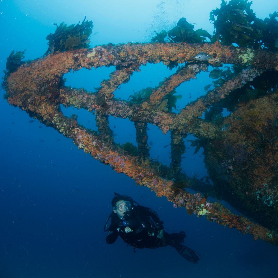 Rainbow Warrior Wreck and Reef Dive