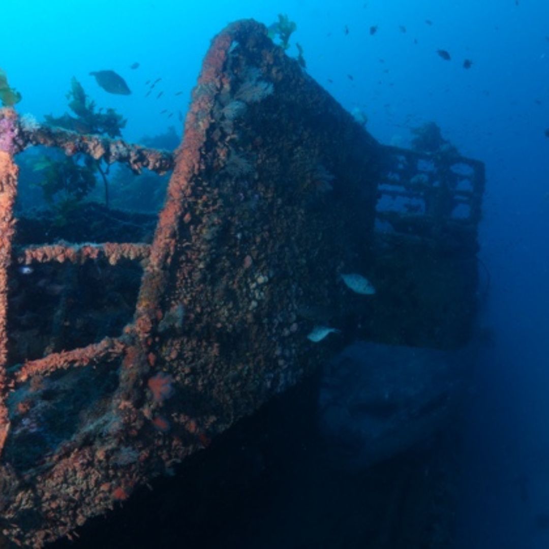 Rainbow Warrior Wreck and Reef Dive