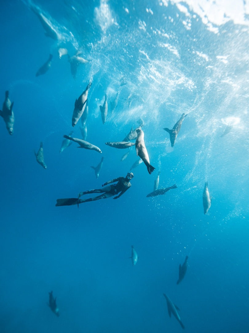 Narooma Seal Diving Trip