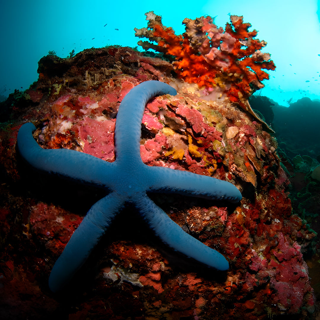 Moalboal PADI Nitrox Diver Course Cebu Fun Divers