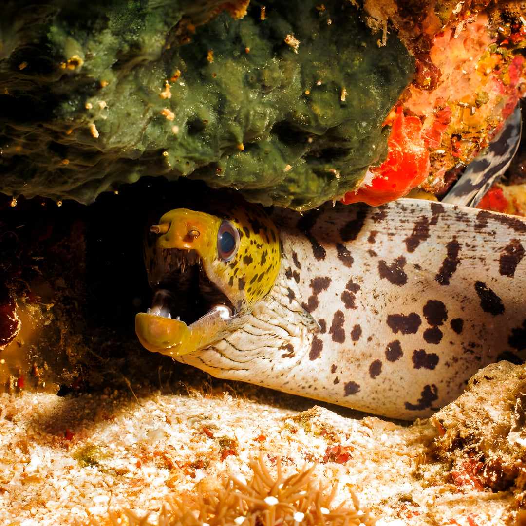 Moalboal PADI Nitrox Diver Course Cebu Fun Divers