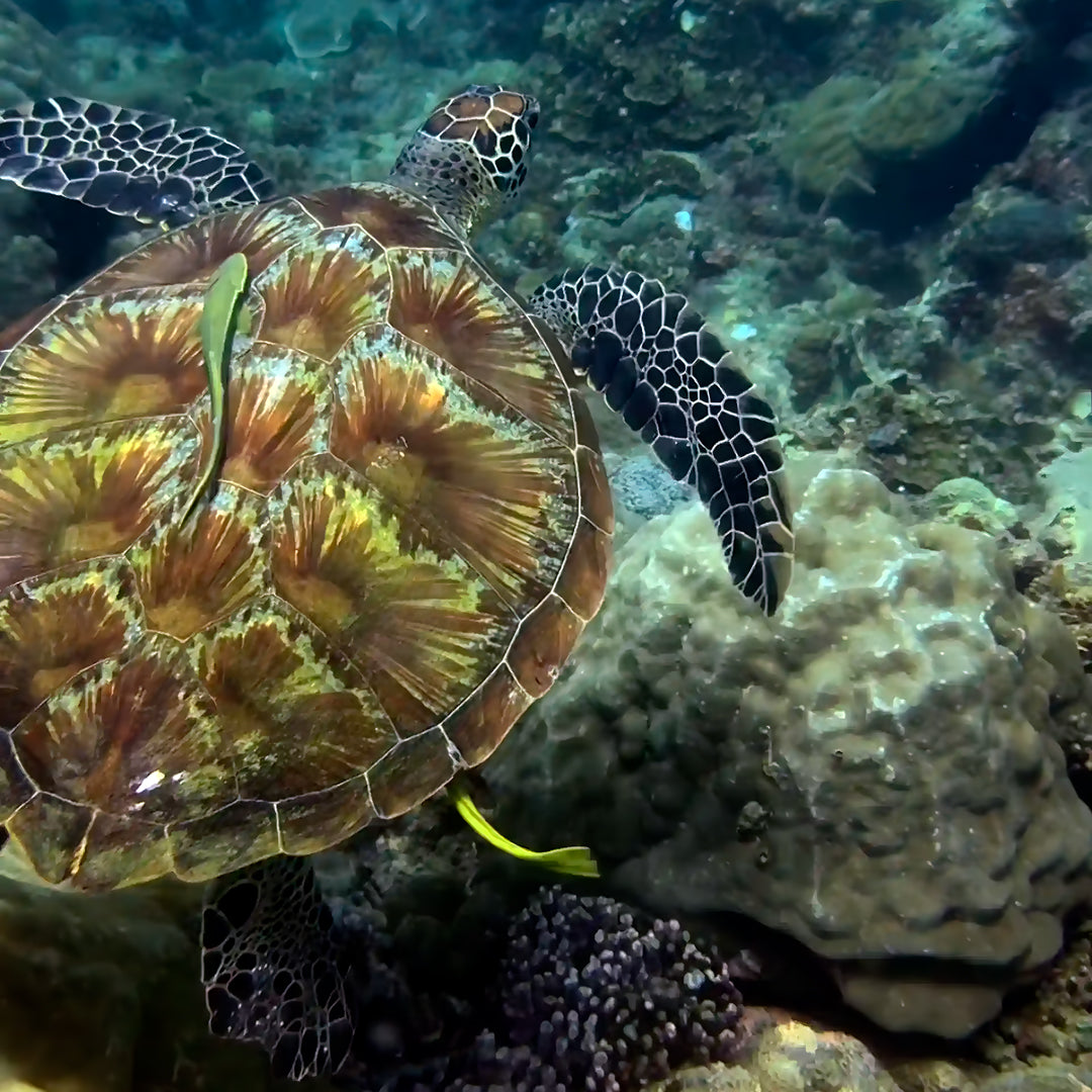 Discover Scuba Diving in Boracay Eclipse Dive Center Boracay
