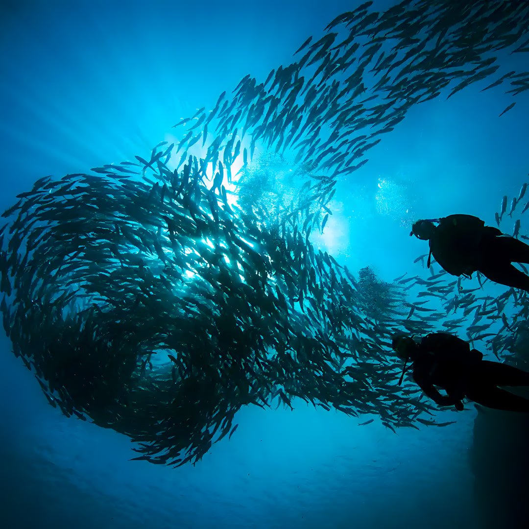PADI Open Water Diver Course Eclipse Dive Center Boracay