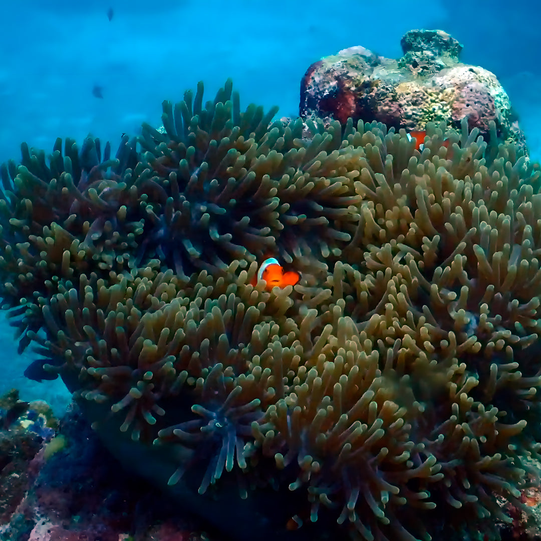 Scuba Diving Fun Dive in Boracay