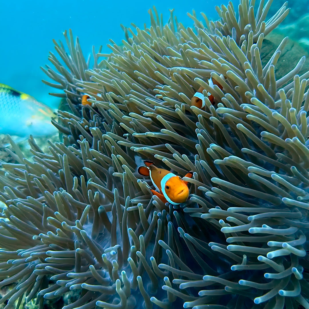 Discover Scuba Diving in Boracay Eclipse Dive Center Boracay