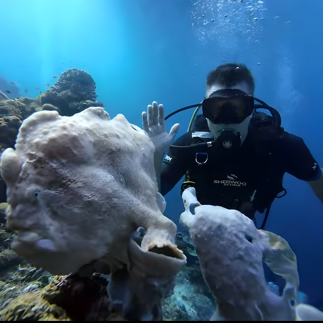 Scuba Diving Refresher Course Haka Dive Center