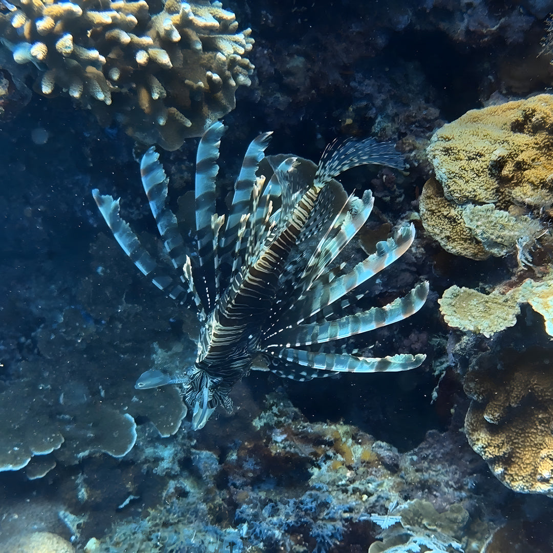 Panglao Scuba Dive Trip Haka Dive Center