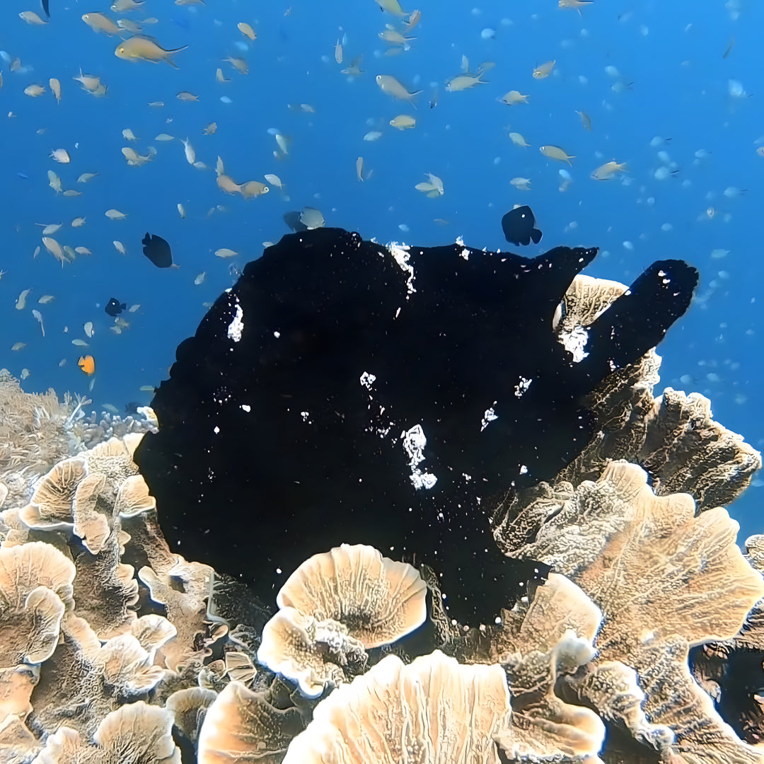 Scuba Diving Refresher Course Haka Dive Center