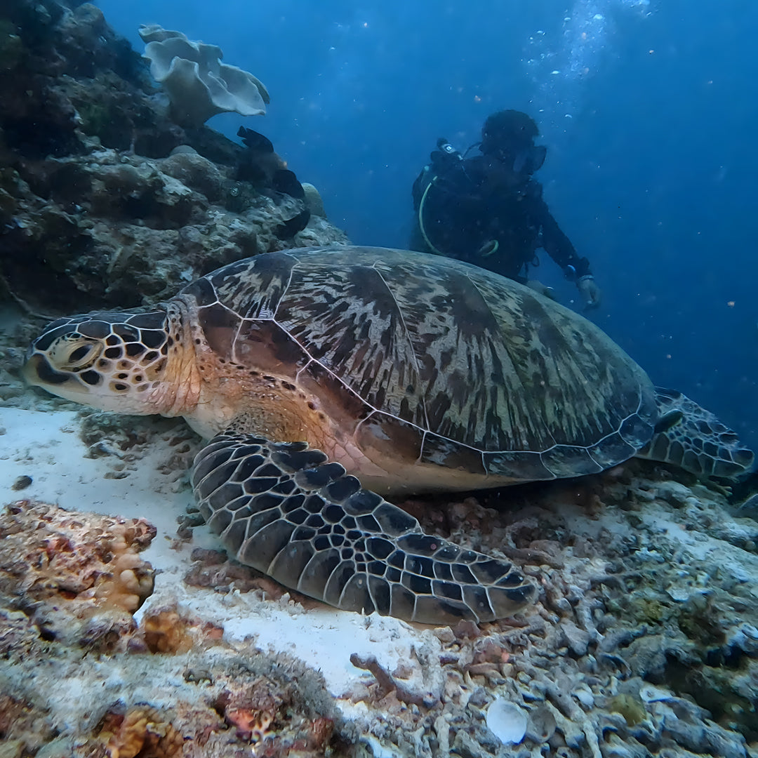 Panglao Scuba Dive Trip Haka Dive Center