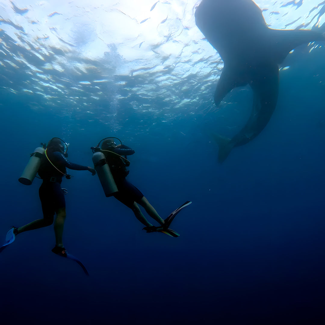 Moalboal Scuba Diving Sardine Run Island Trek Tours