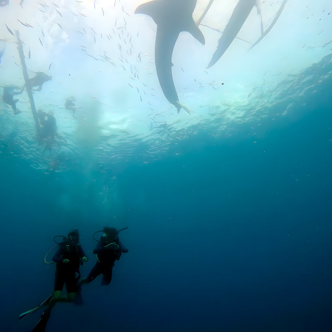 Moalboal Scuba Diving Sardine Run Island Trek Tours