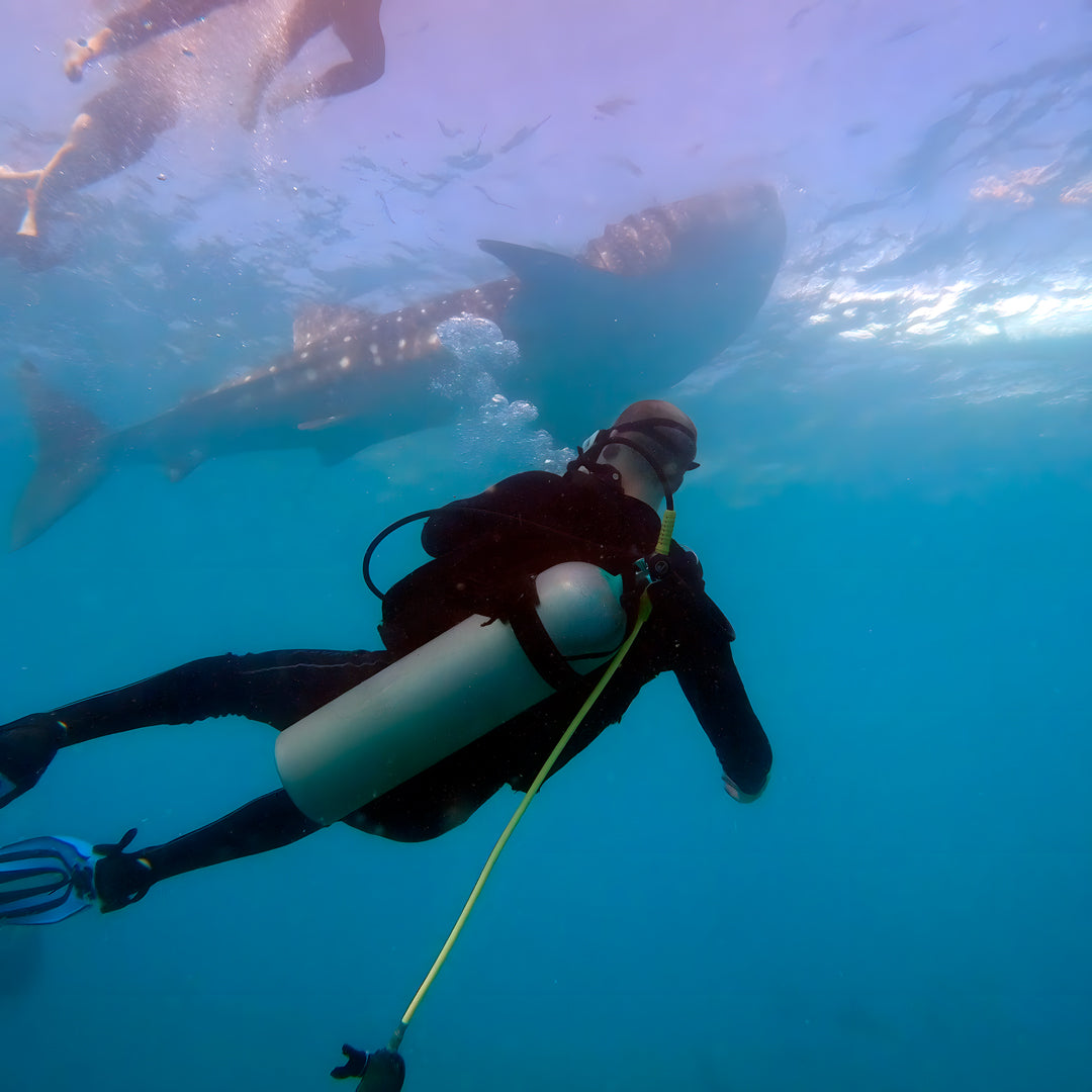 Scuba Diving with the Whale Sharks in Oslob Island Trek Tours