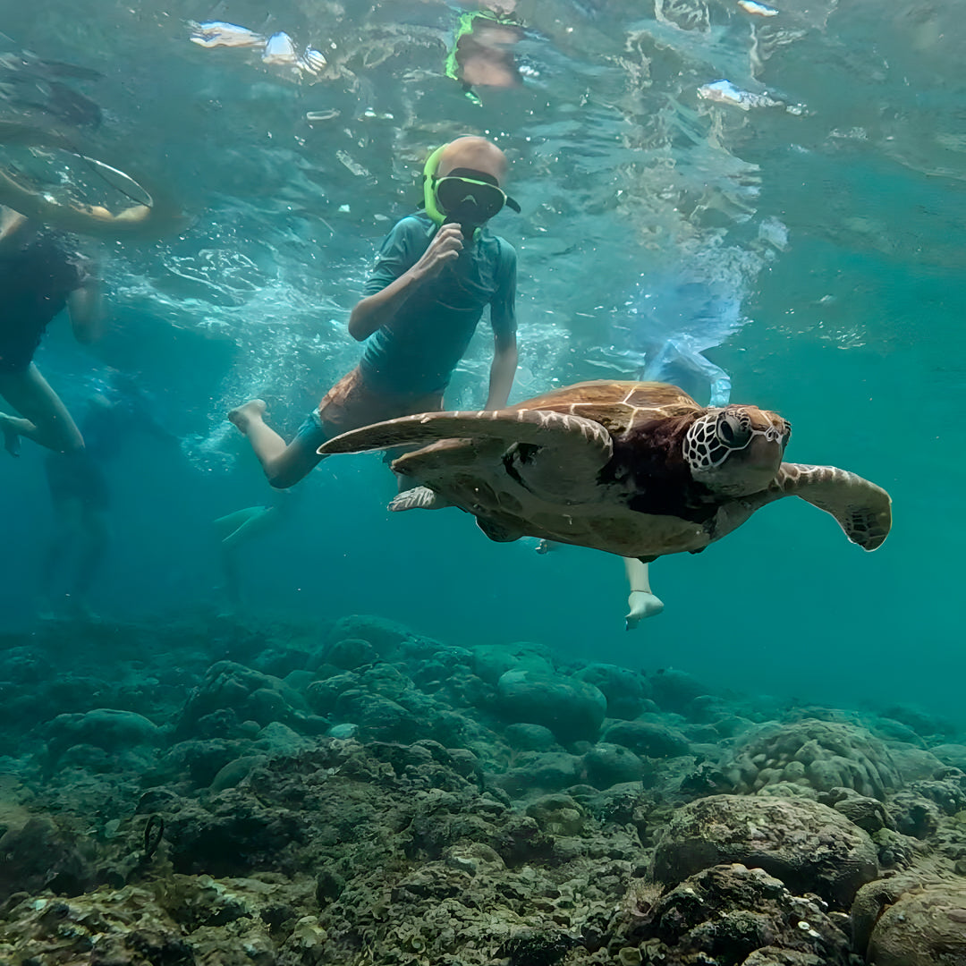 Scuba Diving with the Whale Sharks in Oslob Island Trek Tours