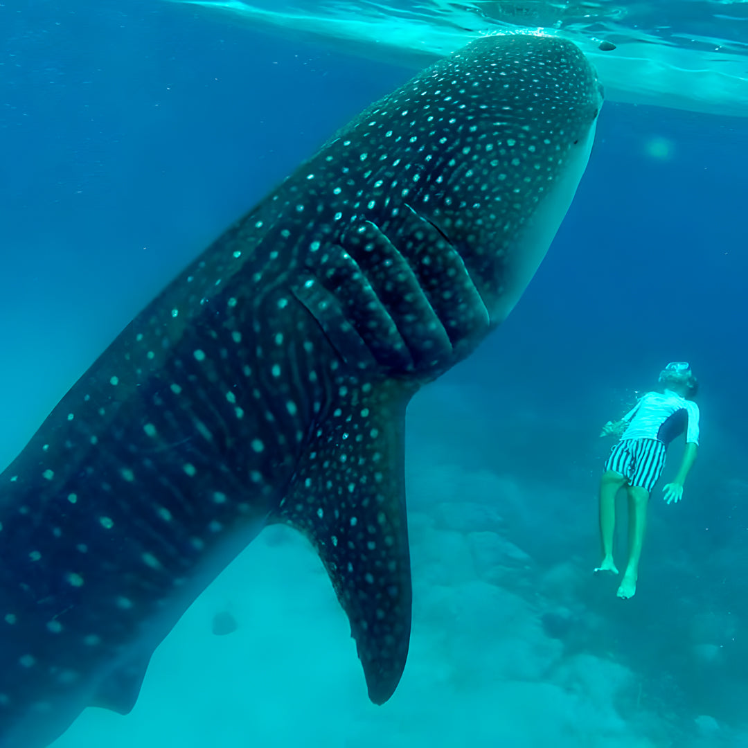 Scuba Diving with the Whale Sharks in Oslob Island Trek Tours