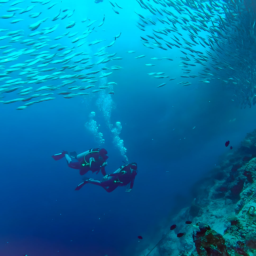 Scuba Diving with the Whale Sharks in Oslob Island Trek Tours