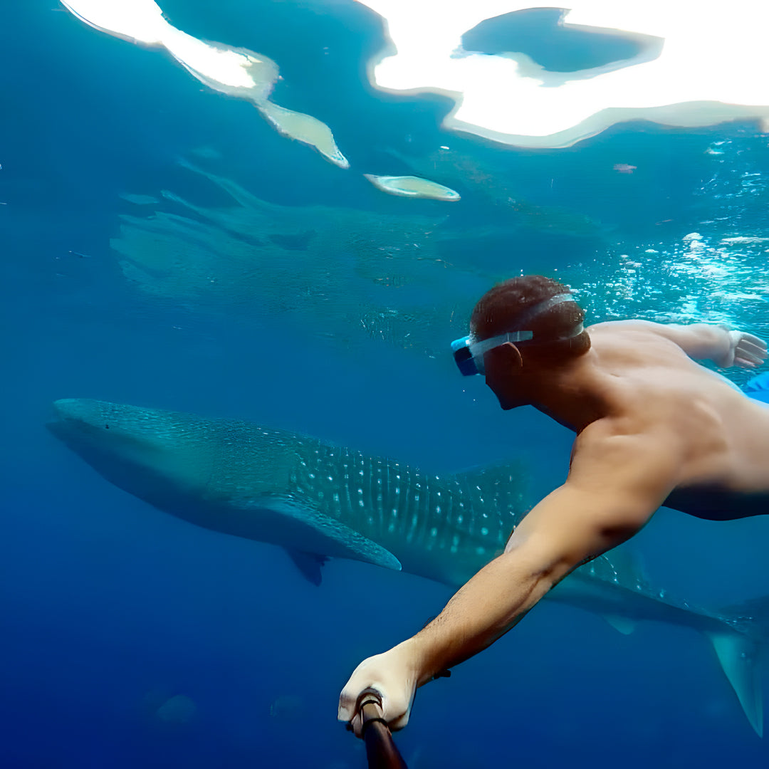 Moalboal Scuba Diving Sardine Run Island Trek Tours