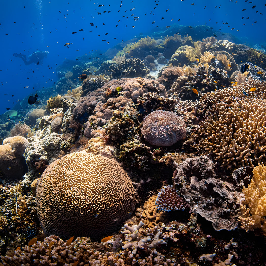 Malapascua Scuba Diving Liveaboard Master Liveaboards
