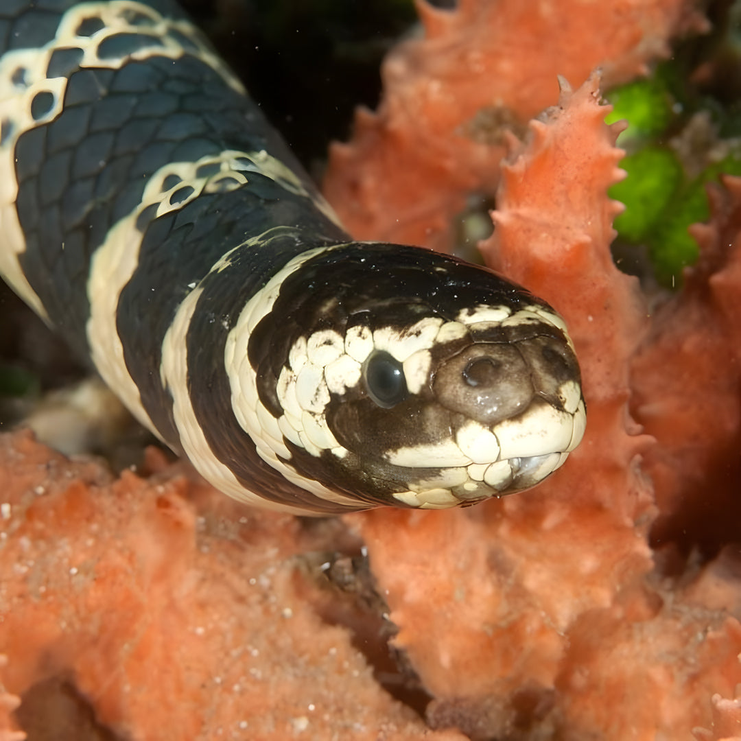 Malapascua Scuba Diving Liveaboard Master Liveaboards