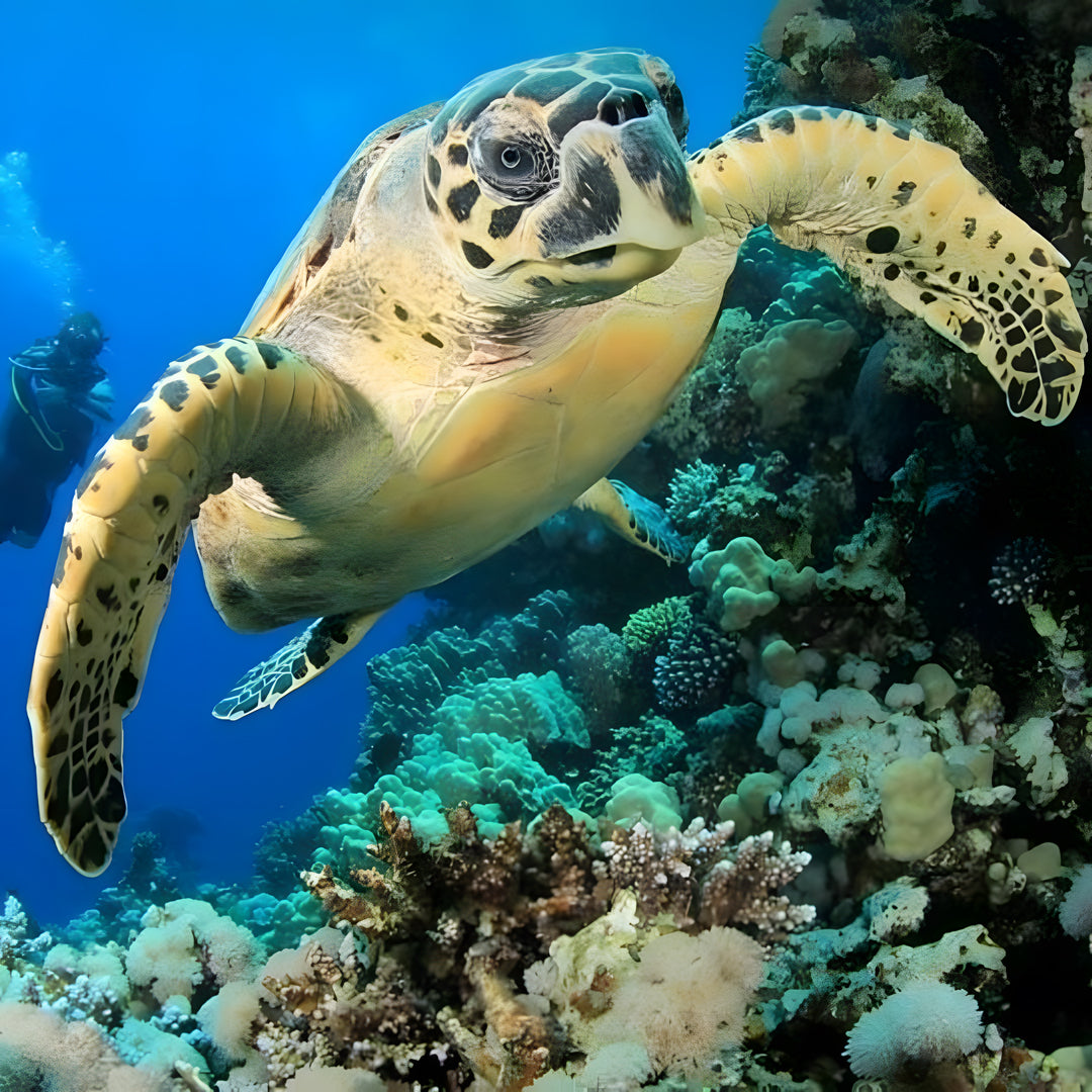 Malapascua Scuba Diving Liveaboard Master Liveaboards