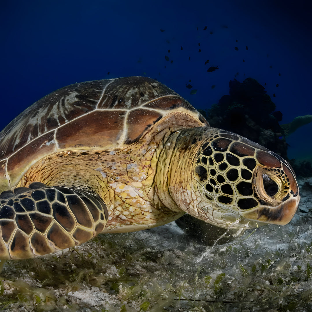 Malapascua Scuba Diving Liveaboard Master Liveaboards