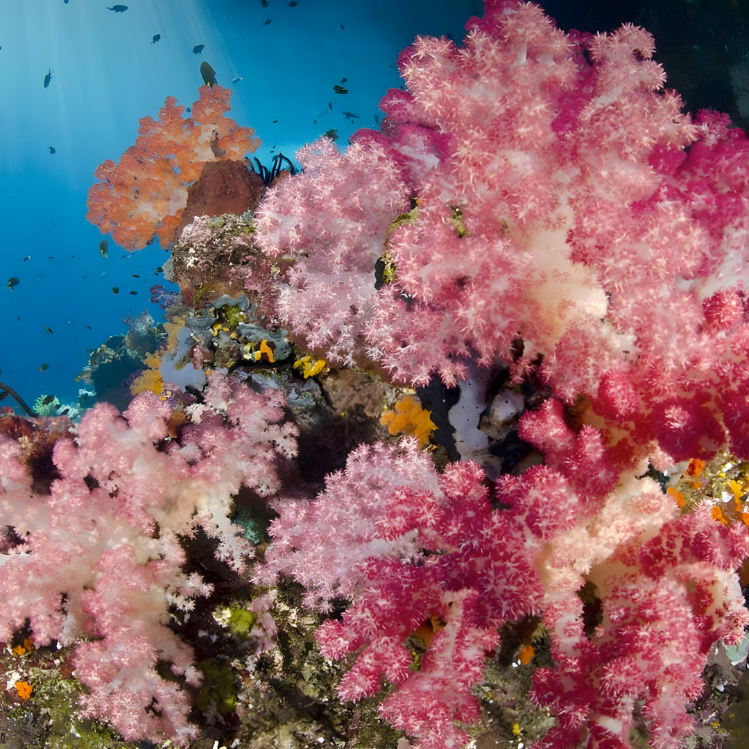 Malapascua Scuba Diving Liveaboard Master Liveaboards
